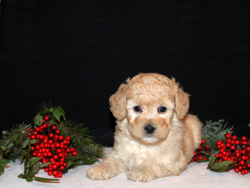 puppy, for, sale, Morki-Poo, Matthew B. Stoltzfus, dog, breeder, Gap, PA, dog-breeder, puppy-for-sale, forsale, nearby, find, puppyfind, locator, puppylocator, aca